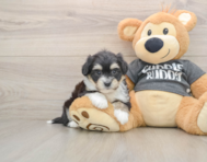 6 week old Havachon Puppy For Sale - Windy City Pups