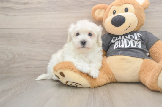 Havachon Puppy for Adoption