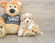 6 week old Havachon Puppy For Sale - Windy City Pups