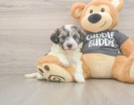 5 week old Havachon Puppy For Sale - Windy City Pups