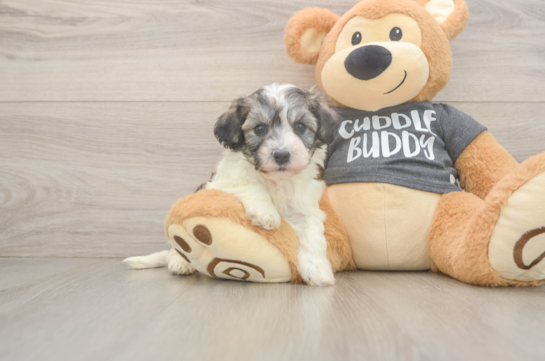 Funny Havachon Designer Pup