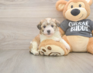 5 week old Havachon Puppy For Sale - Windy City Pups