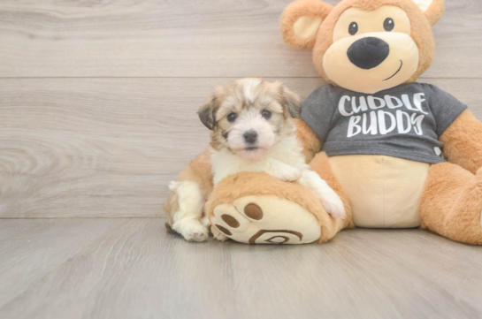 Havachon Pup Being Cute