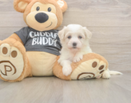5 week old Havachon Puppy For Sale - Windy City Pups