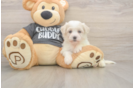 Energetic Havashon Designer Puppy