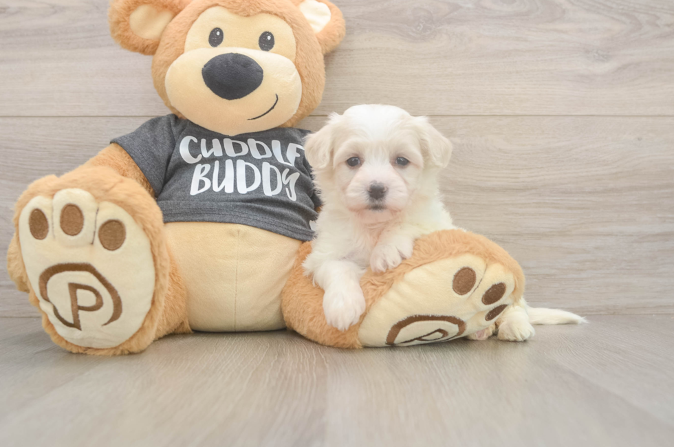 5 week old Havachon Puppy For Sale - Windy City Pups