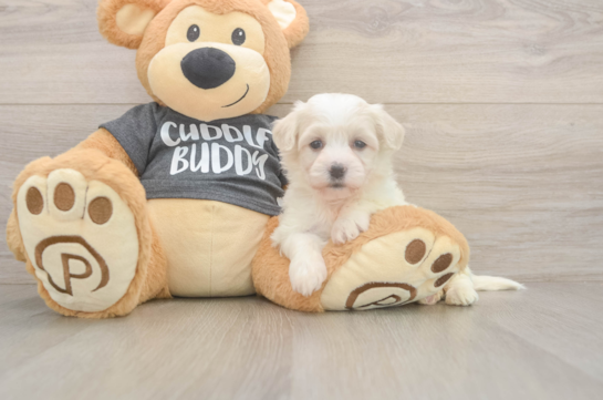 Energetic Havashon Designer Puppy