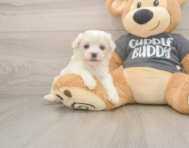5 week old Havachon Puppy For Sale - Windy City Pups