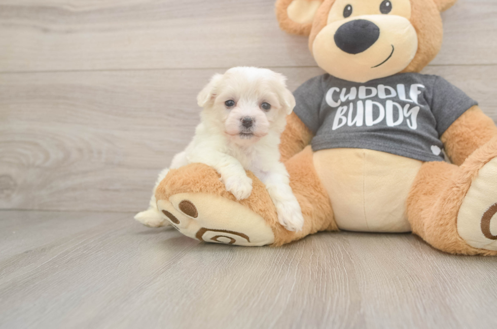 5 week old Havachon Puppy For Sale - Windy City Pups