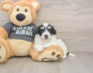 5 week old Havachon Puppy For Sale - Windy City Pups