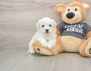 5 week old Havachon Puppy For Sale - Windy City Pups