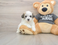 5 week old Havachon Puppy For Sale - Windy City Pups