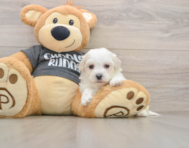 5 week old Havachon Puppy For Sale - Windy City Pups