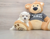 5 week old Havachon Puppy For Sale - Windy City Pups