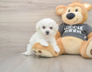 5 week old Havachon Puppy For Sale - Windy City Pups