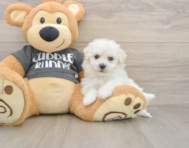 6 week old Havachon Puppy For Sale - Windy City Pups
