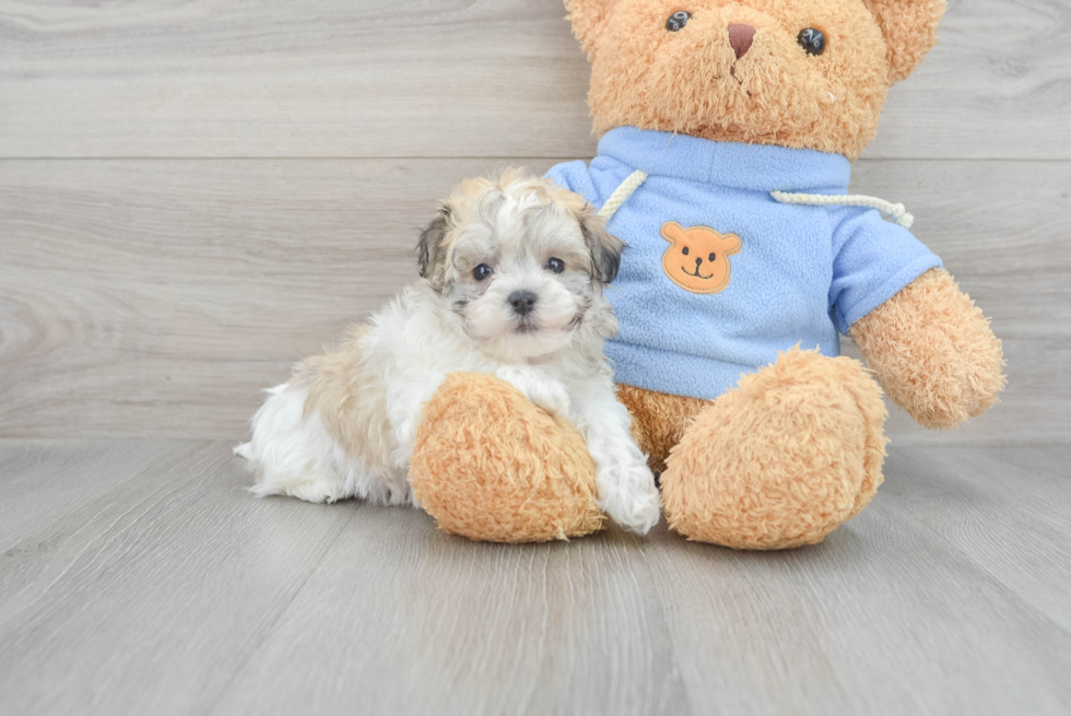 Havachon Puppy for Adoption