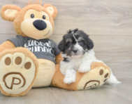 5 week old Havachon Puppy For Sale - Windy City Pups