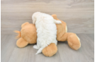 Fluffy Havachon Designer Pup
