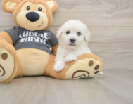 5 week old Havachon Puppy For Sale - Windy City Pups