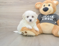 5 week old Havachon Puppy For Sale - Windy City Pups