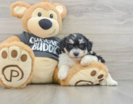 7 week old Havachon Puppy For Sale - Windy City Pups