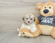 7 week old Havachon Puppy For Sale - Windy City Pups