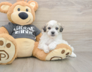 7 week old Havachon Puppy For Sale - Windy City Pups