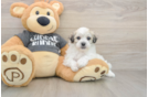 Havachon Puppy for Adoption