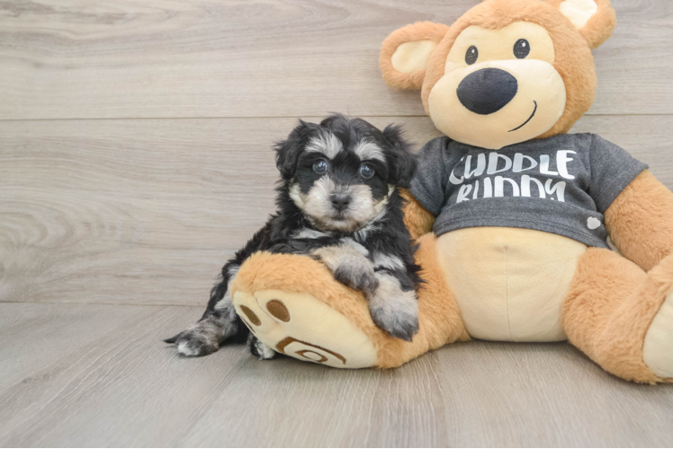 Havachon Puppy for Adoption