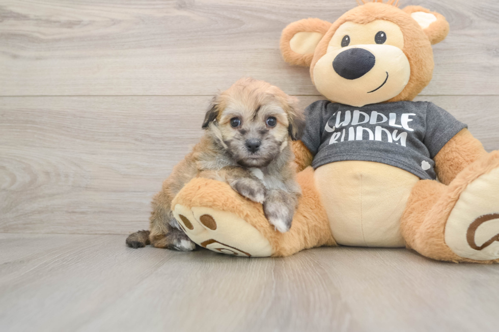 Energetic Havashon Designer Puppy