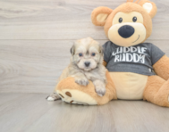 5 week old Havachon Puppy For Sale - Windy City Pups