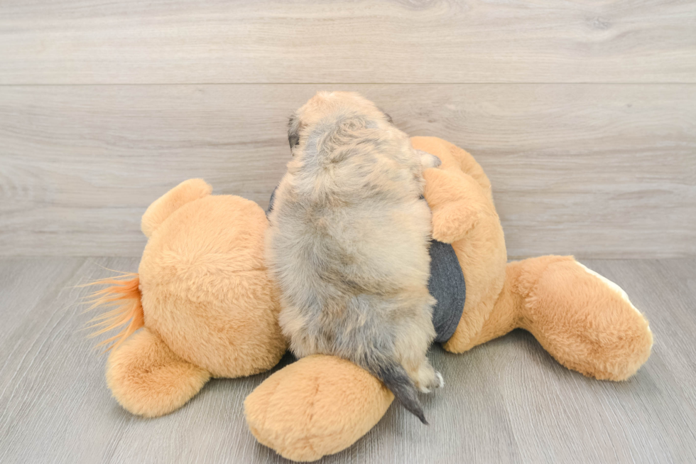 Havachon Puppy for Adoption