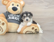 5 week old Havachon Puppy For Sale - Windy City Pups