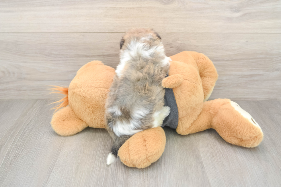 Friendly Havachon Baby