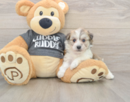 5 week old Havachon Puppy For Sale - Windy City Pups