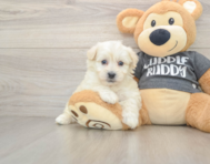 5 week old Havachon Puppy For Sale - Windy City Pups