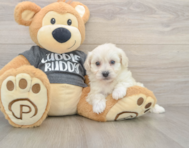 5 week old Havachon Puppy For Sale - Windy City Pups