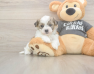 5 week old Havachon Puppy For Sale - Windy City Pups