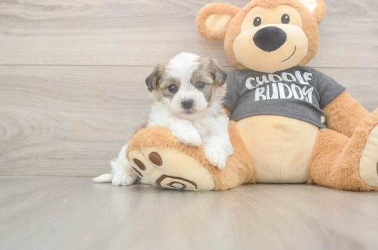 6 week old Havachon Puppy For Sale - Windy City Pups Adorable Havashon Designer Puppy