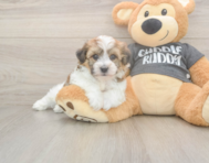 5 week old Havachon Puppy For Sale - Windy City Pups