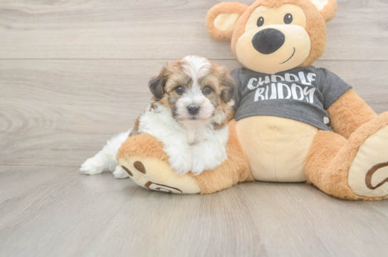 6 week old Havachon Puppy For Sale - Windy City Pups Popular Havachon Designer Pup