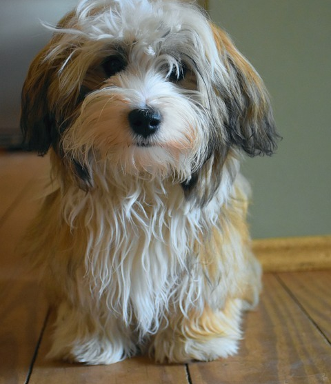 Havanese Puppy For Sale - Windy City Pups