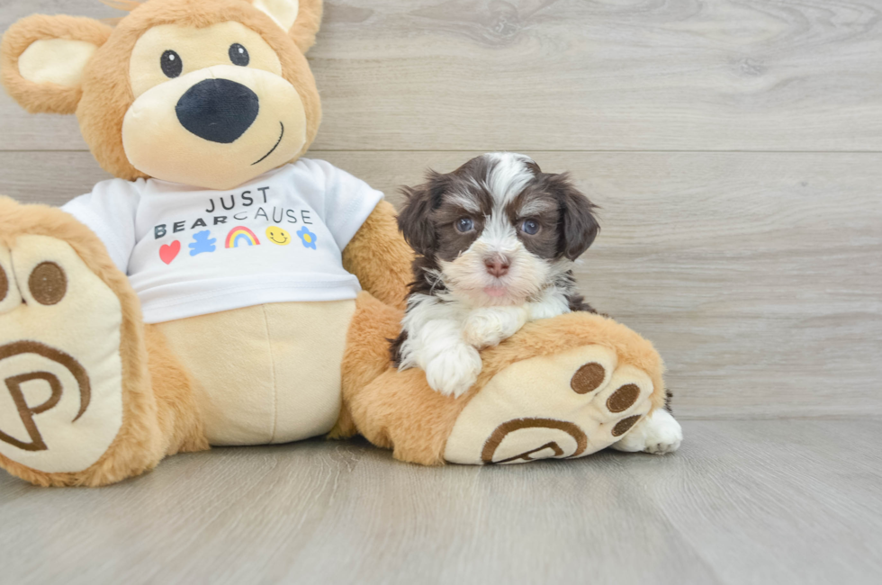 6 week old Havanese Puppy For Sale - Windy City Pups