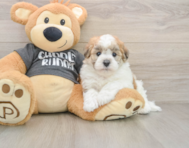 5 week old Havanese Puppy For Sale - Windy City Pups