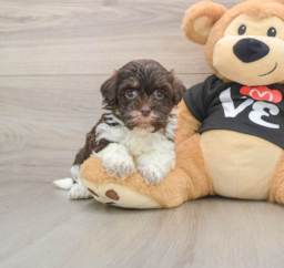 5 week old Havanese Puppy For Sale - Windy City Pups