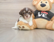 6 week old Havanese Puppy For Sale - Windy City Pups