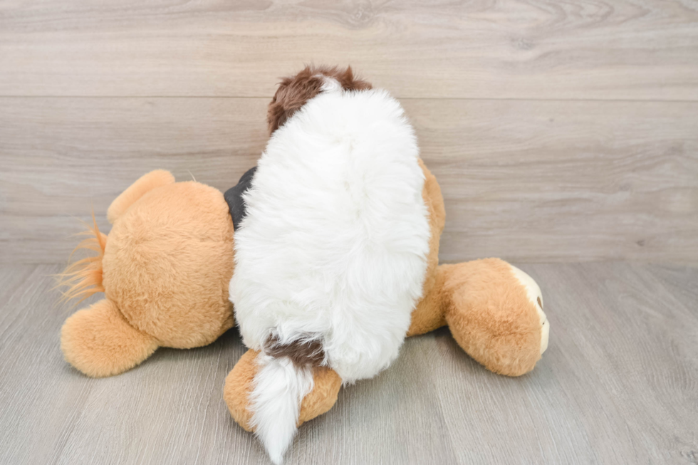 Havanese Puppy for Adoption