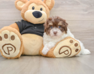 7 week old Havanese Puppy For Sale - Windy City Pups