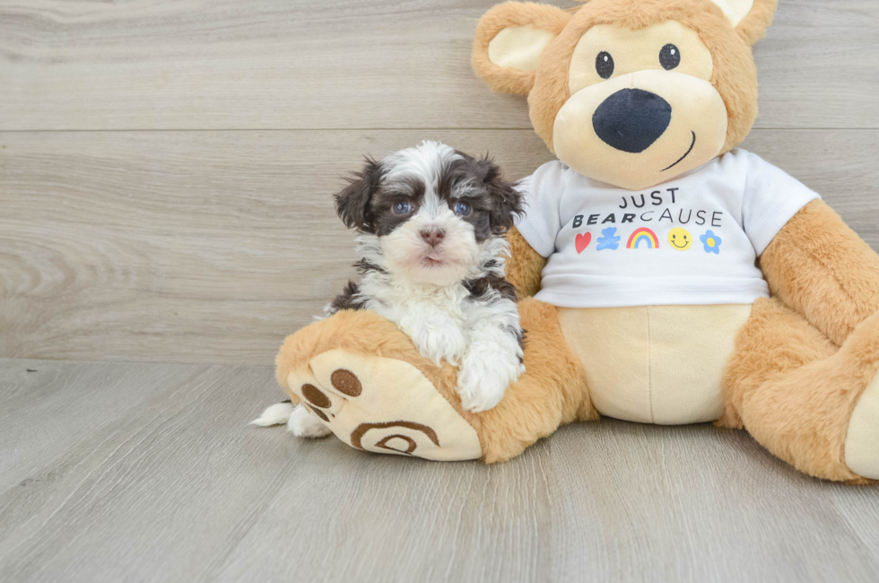 6 week old Havanese Puppy For Sale - Windy City Pups